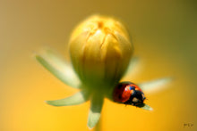 Load image into Gallery viewer, &quot;Ladybird&quot; Photography Fine Art Print / Acrylic Wall hanging / Poster Print
