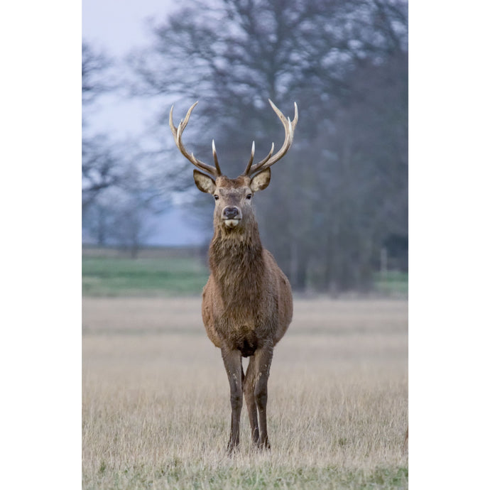 ‘The Windsor Stag’ photographic acrylic wall art or print.
