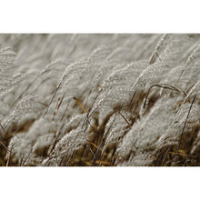 Load image into Gallery viewer, Golden Grasses Fine Art Photographic Print &amp; Acrylic Wall 
