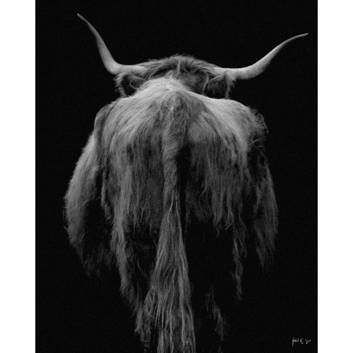 Highland Cow Photographic Wall Art