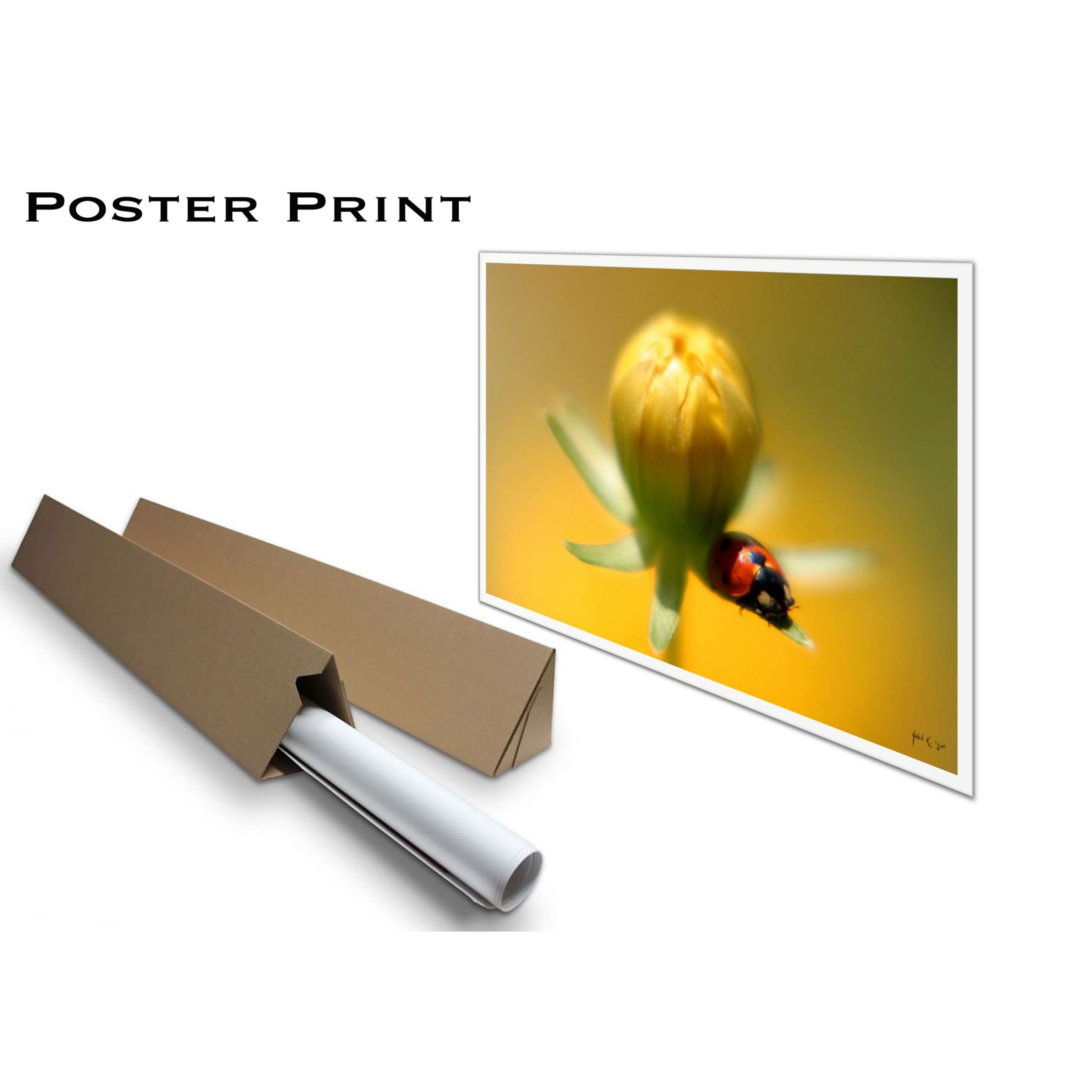 Ladybird Photography Fine Art Print / Acrylic Wall hanging /