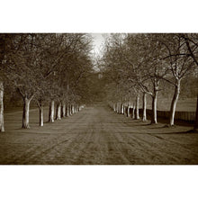 Load image into Gallery viewer, The Long Walk Windsor. Photographic Print

