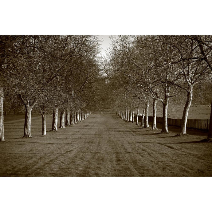 The Long Walk Windsor. Photographic Print
