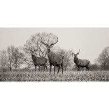 Load image into Gallery viewer, The Stag Trio
